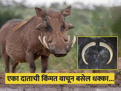 Why Wild Boar Teeth Is So Expensive And Price Of This Read Here All Details | हत्तीच्या दातांपेक्षाही महागडे विकले जातात या प्राण्याचे दात, किंमत इतकी की व्हाल हैराण