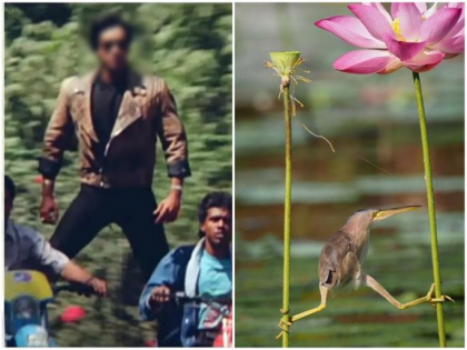 bird standing on two branches looks like Ajay Devgan ifs officer shares photo | या पक्ष्याला पाहुन लोकांना होतेय एका अभिनेत्याची आठवण, पाहा तुम्हाला हा अभिनेता आठवतोय का?