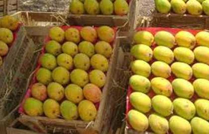 Corona Virus: Corona blows on mango exports; Konkan farmers suffer huge loss | Corona Virus: कोरोनाचा फटका आंबा निर्यातीवर; कोकणातील शेतकऱ्यांचे मोठं नुकसान