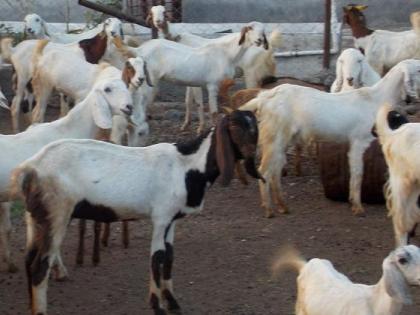 For the first time in the state, fodder camps will be started for goats | राज्यात पहिल्यांदाच शेळ्या-मेंढ्यांसाठी चारा छावणी सुरू करणार