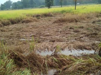 Great loss of paddy in Gadchiroli district; Demand for wet drought declared | गडचिरोली जिल्ह्यात भातपिकाचे मोठे नुकसान; ओला दुष्काळ जाहीर करण्याची मागणी