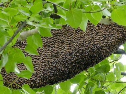 Bee Week Special; Honey production in India increased by 200% | मधमाशी सप्ताह विशेष; भारतात २०० टक्क्यांनी वाढले मधाचे उत्पादन Bee Week Special; Honey production in India increased by 200% | मधमाशी सप्ताह विशेष; भारतात २०० टक्क्यांनी वाढले मधाचे उत्पादन