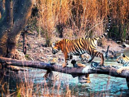 Tourist attraction of Tigress and four cubs in Umred-Pawani-Karhandla | उमरेड-पवनी-कऱ्हांडलातील मायलेकरांचे पर्यटकांना आकर्षण