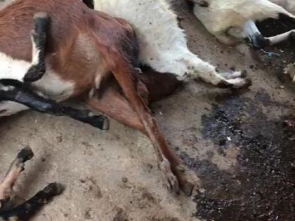 The tribal farmers killed eleven goats due to bitter poison | भिवंडीत विषबाधेने आदिवासी शेतकऱ्याच्या तेरा बकऱ्या मृत्युमुखी