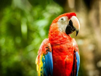 Parrot worth 10 lakhs Everyone is saying I owner called police | १० लाखांचा पोपट; प्रत्येक जण म्हणतोय, "मी मालक..." 