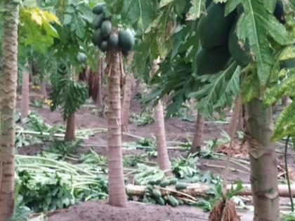 Extreme damage to papaya and bananas by storm in Wardha district | वर्धा जिल्ह्यात वादळाने पपई व केळींचे अतोनात नुकसान