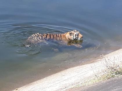 'Tiger is still in water' in Gosikhurd's canal in Nagpur district | नागपूर जिल्ह्यातील गोसेखुर्दच्या कालव्यात ‘टायगर अभी पानी मे है’