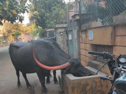 Remove the animal's thirst quenching tank, notice to the animal-loving family | जनावरांची तहान भागविणारा हौद हटवा, प्राणीप्रेमी कुटूंबाला नोटीस