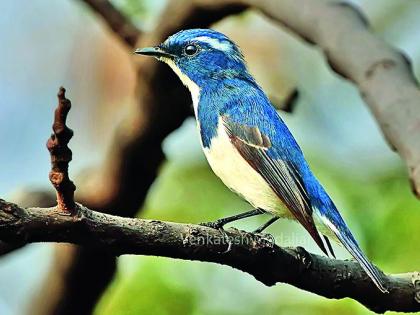 'Maruti Chitampalli Bird Park' in Ambazari Wildlife Sanctuary | अंबाझरी वनक्षेत्रात ‘मारुती चितमपल्ली बर्ड पार्क’