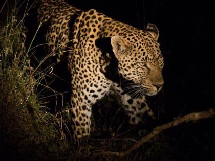 My God ..! Leopard sat under the bed of the sleeping woman! | बापरे..! बिबट जाऊन बसला झोपलेल्या महिलेच्या खाटेखाली!