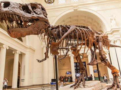 spacial article on Mighty dinosaurs to die of cold know more details what expert says | सर्दी-पडशानंही मरायचे बलाढ्य डायनासोर ?