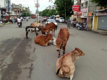 Mokat strains on the main road! | मोकाट जनावरांचा मुख्य रस्त्यावर ठिय्या ! Mokat strains on the main road! | मोकाट जनावरांचा मुख्य रस्त्यावर ठिय्या !