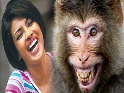 Priyanka Chopra Jonas was once slapped by a monkey! | चक्क माकडानं प्रियंका चोप्राच्या लगावली कानशीलात, कारण ऐकून तुम्हाला आवरणार नाही हसू