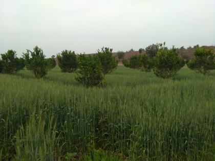  Amoda village rocky landscape made paradise! | अकोट तालुक्यातील अंबोडा गावाच्या खडकाळ माळरानावर फुलले नंदनवन!