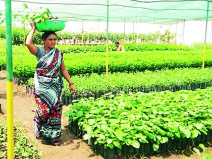 Nine lakhs of trees are suitable for global warming | वृक्षलागवडीसाठी नऊ लाख रोपे, ग्लोबल वार्मिंगसाठी उपयुक्त