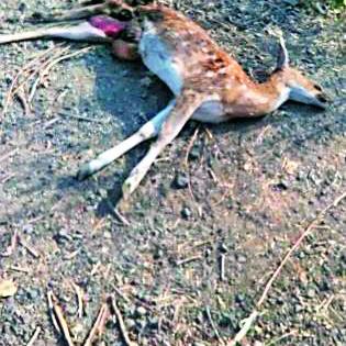 In the last two months, three chicks were killed in an accident | दोन महिन्यांत अपघातात तीन चितळ ठार