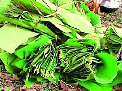 One crore for collection of tendu leaves in Melghat | मेळघाटात तेंदूपत्ता संकलनासाठी एक कोटी