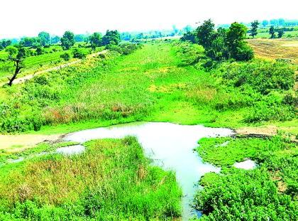 Due to waterfalls, the breath of rivers suffers | जलपर्णीमुळे नद्यांचा श्वास गुदमरला