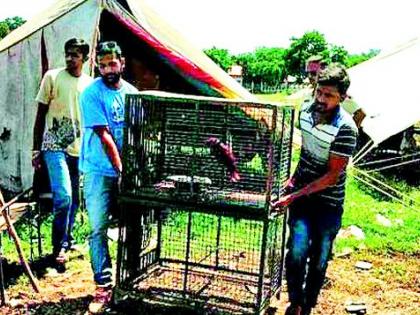 Freedom of circus animals | सर्कशीतील प्राण्यांची मुक्तता