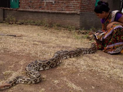 Shirur Kasar treatment on 'Ajmer serpent' | शिरुर कासारला अजस्त्र अजगरावर ‘सर्पराज्ञी’त उपचार