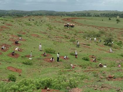 Beed district third in the field of tree plantation | वृक्ष लागवडीत बीड जिल्ह्याचा राज्यात तिसरा क्रमांक