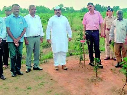 Inspection of mixed ropeway and central nursery | मिश्र रोपवन व मध्यवर्ती रोपवाटिकेची पाहणी