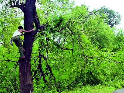 Jungle tree cutting trees | जंगलातील वृक्ष कटाई जोमात Jungle tree cutting trees | जंगलातील वृक्ष कटाई जोमात