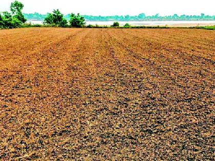 Shocking! Plow turned on vegetable crop | धक्कादायक ! भाजीपाला पिकावर फिरविला नांगर Shocking! Plow turned on vegetable crop | धक्कादायक ! भाजीपाला पिकावर फिरविला नांगर