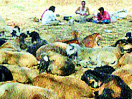 The shepherd business found in the shadow of the drought | दुष्काळाच्या छायेत सापडला मेंढपाळ व्यवसाय