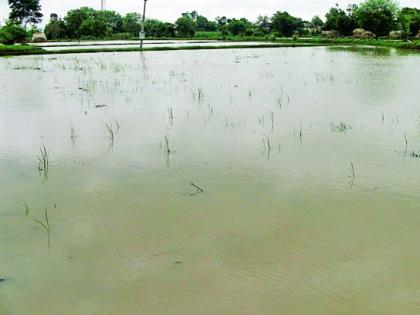 Rain paddy in danger | पावसाने धानपीक धोक्यात