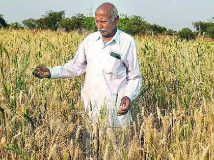Black wheat farming now in Warora area | वरोरा परिसरात आता काळ्या गव्हाची शेती Black wheat farming now in Warora area | वरोरा परिसरात आता काळ्या गव्हाची शेती