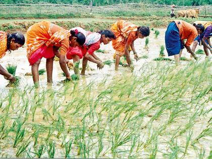 Two-day rain shower rises | दोन दिवसातील पावसाने रोवण्यांना वेग