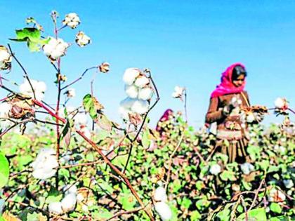 White gold loot by private traders | खासगी व्यापाऱ्यांकडून पांढऱ्या सोन्याची लूट White gold loot by private traders | खासगी व्यापाऱ्यांकडून पांढऱ्या सोन्याची लूट