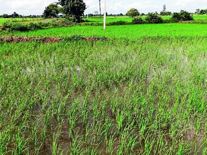 Heavy rains hit crops | अतिपावसाचा कडधान्य पिकांना फटका