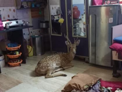 Powai: A deer fell from a mountain into a house | पवई : डोंगरावरून हरीण घरात पडले