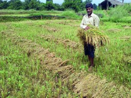  Dhana was flooded with rain | धानाचा कडपा पावसाने भिजला