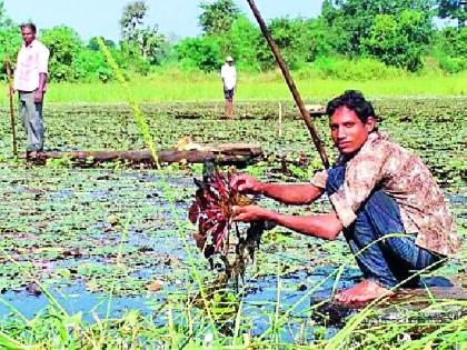 This year, production of horns increased | यंदा शिंगाड्याचे उत्पादन वाढले