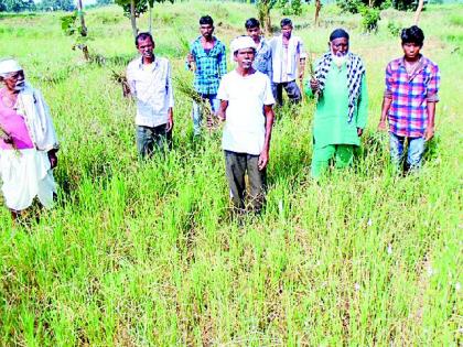 There is no rain water for the rainy season | पाण्याअभावी धानपीक करपले