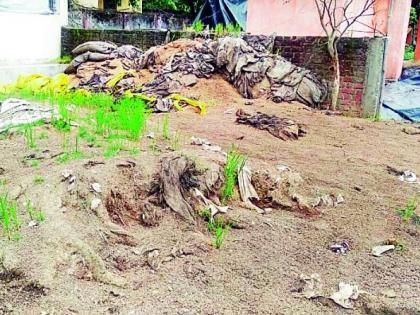 Rotten grains endangered the health of the students | सडलेल्या धानामुळे आले विद्यार्थ्यांचे आरोग्य धोक्यात Rotten grains endangered the health of the students | सडलेल्या धानामुळे आले विद्यार्थ्यांचे आरोग्य धोक्यात