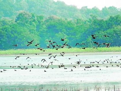 A handful of foreign visitors to the lake | तलावावर परदेशी पाहुण्यांची मांदियाळी A handful of foreign visitors to the lake | तलावावर परदेशी पाहुण्यांची मांदियाळी