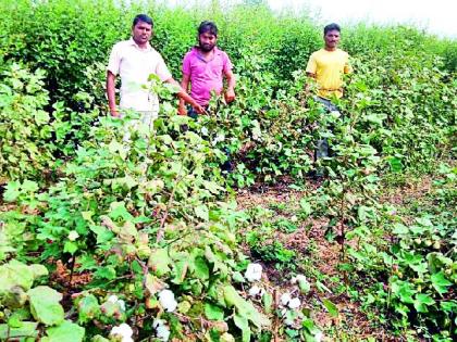 Grown white gold | चांदोरीत उगवले पांढरे सोने