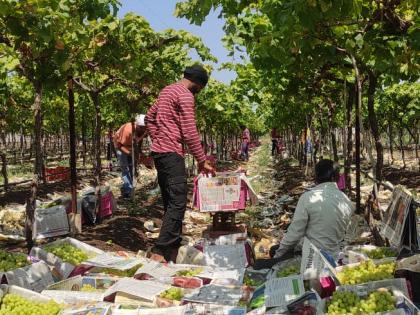 Grapes are fetching exorbitant prices | द्राक्षाला मिळतोय कवडीमोल भाव