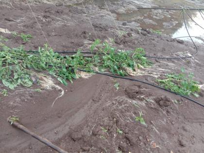 The rain carried the crop away ... | पावसाने पिक गेले वाहून...