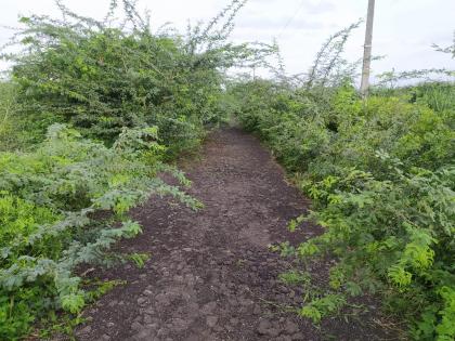 Mukhed-Mahalkheda road 'Wat' in the acacia kingdom | मुखेड-महालखेडा रस्त्याची बाभळींच्या साम्राज्यात ‘वाट ’