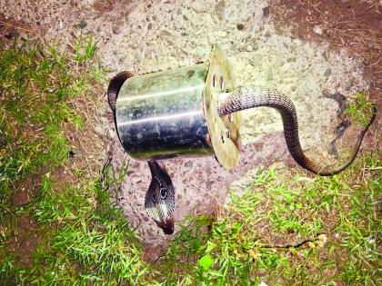 Snake caught in shocking washroom mesh; The snakes were taken out by the snakes | धक्कादायक वॉशरूमच्या जाळीमध्ये अडकला नाग; जाळीसकट काढले सर्पमित्रांनी बाहेर