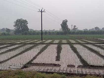 Unseasonal rains hit crops in Nandurshingote area | नांदूरशिंगोटे परिसरात बेमोसमी पावसामुळे पिकांना फटका