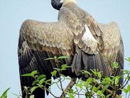 The rest of the vultures are also starving | उरलेली गिधाडेही उपासमारीच्या खाईत The rest of the vultures are also starving | उरलेली गिधाडेही उपासमारीच्या खाईत