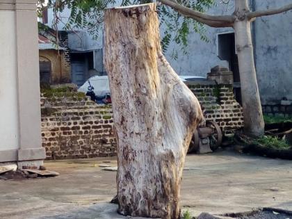Axes on old trees in various parts of Nandurbar | नंदुरबारातील विविध भागात जुन्या वृक्षांवर सर्रास कुºहाड Axes on old trees in various parts of Nandurbar | नंदुरबारातील विविध भागात जुन्या वृक्षांवर सर्रास कुºहाड