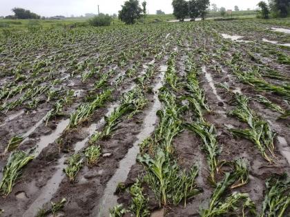 Drought-like conditions in Nandurbar district | नंदुरबार जिल्ह्यात ओला दुष्काळ सदृष्य स्थिती