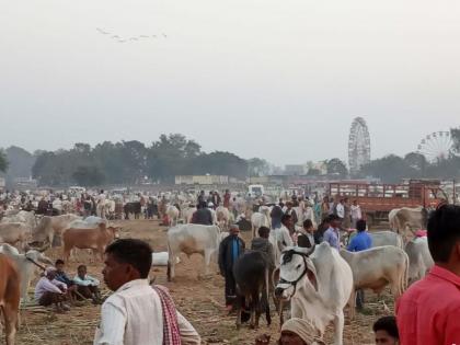 Thousands of bulls arrive in the yatra | यात्रोत्सवात १० हजार बैलांची आवक Thousands of bulls arrive in the yatra | यात्रोत्सवात १० हजार बैलांची आवक